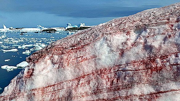 Spooky 'krvni sneg' vdre na otok Antarktik