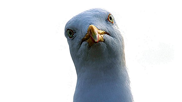 Olhe para as gaivotas e elas deixarão sua comida sozinha