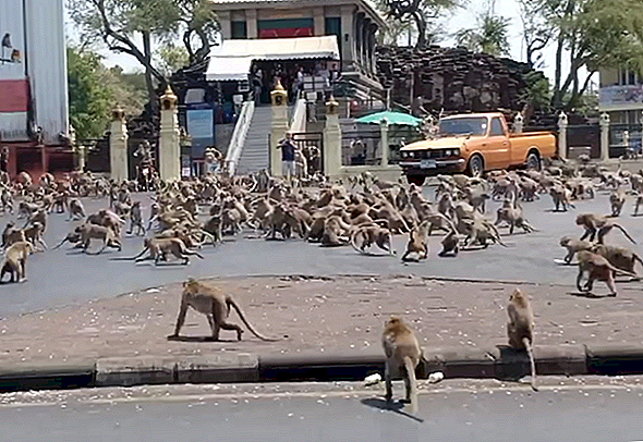 コロナウイルスが観光客を遠ざけるため、タイで飢えた猿の「ギャング」の戦い