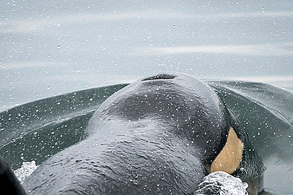 Hladný Orca sa obával mŕtvych. NOAA sa však nevzdáva.