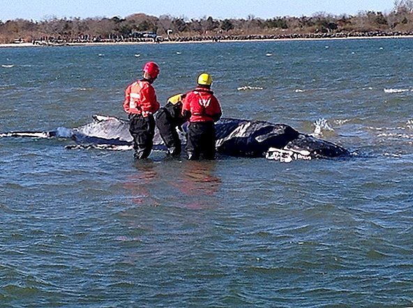 Baleia encalhada sacrificada em Long Island Bay