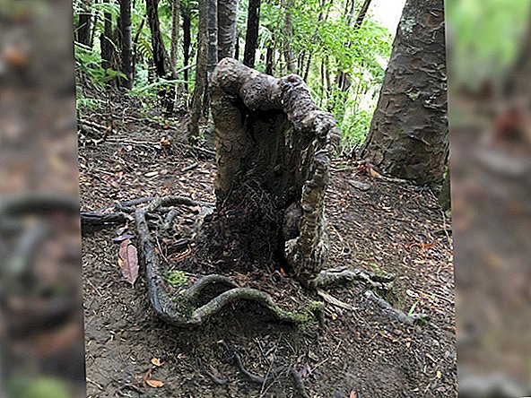 El extraño 'superorganismo' del bosque mantiene vivo este árbol de vampiros