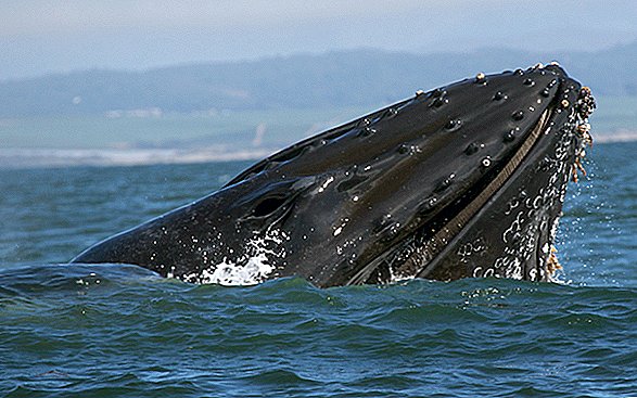 Зашеметяваща снимка улавя момента, когато морски лъв е почти погълнат от кит