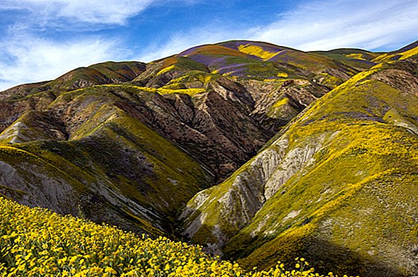 Uimitorul „Superbloom” al Florilor va ajunge în sudul Californiei