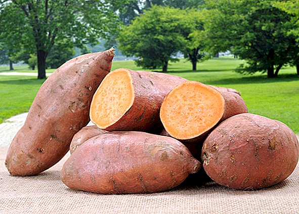 Sladké brambory: chutné a výživné