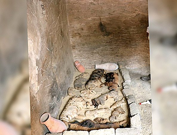 Tiotals kattmummier och 100 kattstatyer hittades nära forntida egyptiska pyramiden
