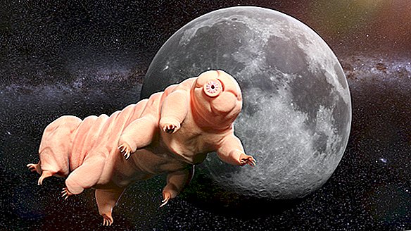 Er zijn duizenden tardigrades op de maan. Wat nu?
