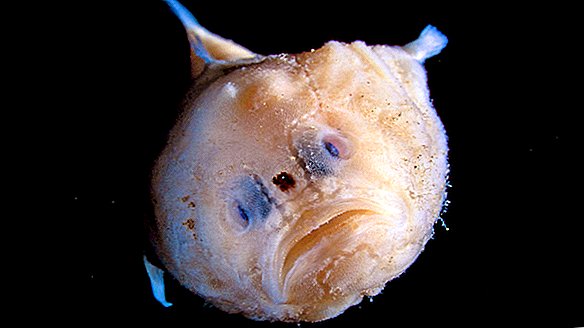 Estos bichos raros de las profundidades marinas aguantan la respiración por minutos a la vez