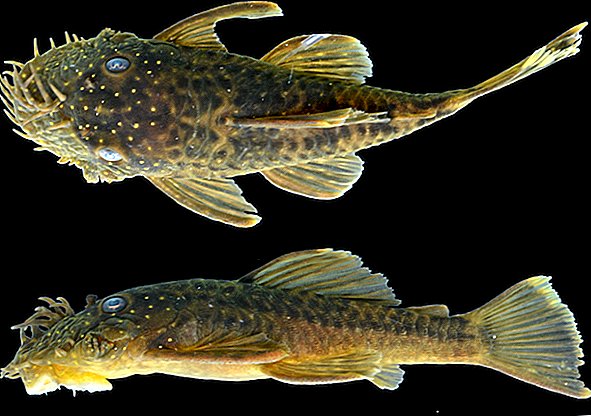 Estas novas espécies de bagres são os peixes mais feios de todos os tempos ou são super adoráveis
