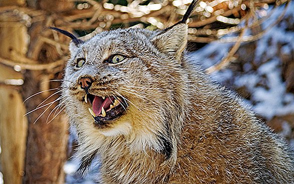 Ces deux Lynx en colère et hurlant se battent probablement pour le sexe