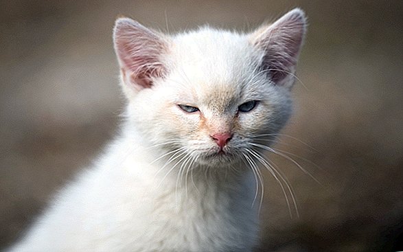 Derde kat in Wyoming Gediagnosticeerd met pest: hier is waarom je niet in paniek moet raken