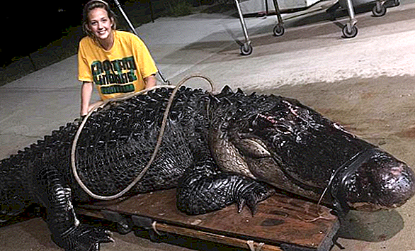 Este 12 pies, 463 libras. Alligator se enfrentó cara a cara con un Semitruck