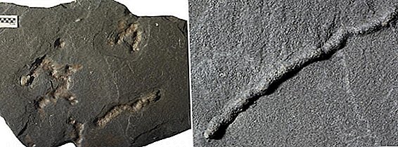 Dieses 2,1 Milliarden Jahre alte Fossil könnte ein Beweis für die früheste bewegte Lebensform sein