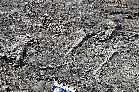 Táto 500 miliónov rokov stará „sociálna sieť“ pravdepodobne pomohla klonovaniu morských príšer