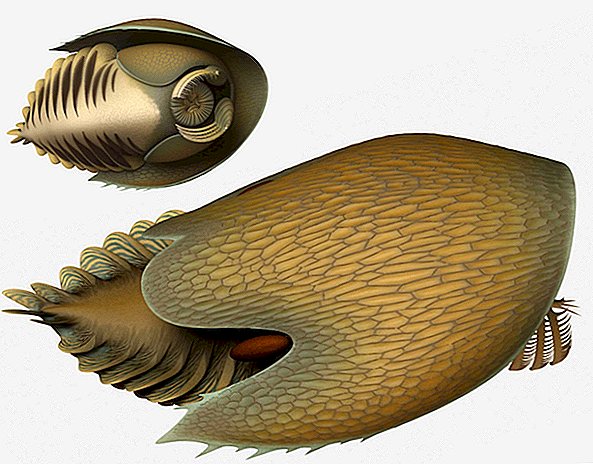 Este monstro marinho bizarro e antigo parecia o Millennium Falcon