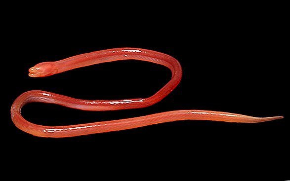 Esta extraña y ciega anguila de pantano respira a través de su piel roja como la sangre