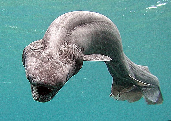 Denna bisarra, ål-liknande haj förvrängde havets 350 miljoner år sedan