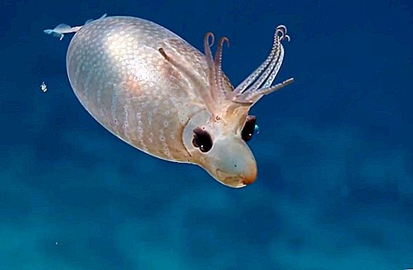 Este 'calamar lechón' hinchado es mucho más lindo que un lechón real