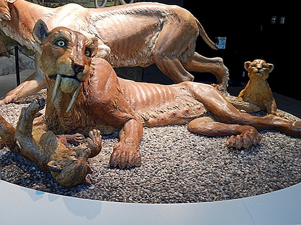 This Cat Was Buff: Saber-Toothed Kittens Were Muscly