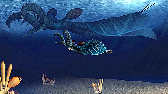 Цей морський монстр, що стикався з кігтями, буквально народився вбивством