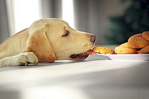 Šis parastais cukura aizstājējs suņiem var būt nāvējošs, brīdina FDA
