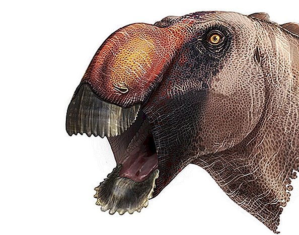 Este dinosaurio con nariz de águila y mentón de pala puede ser la cosa más extraña que veas hoy