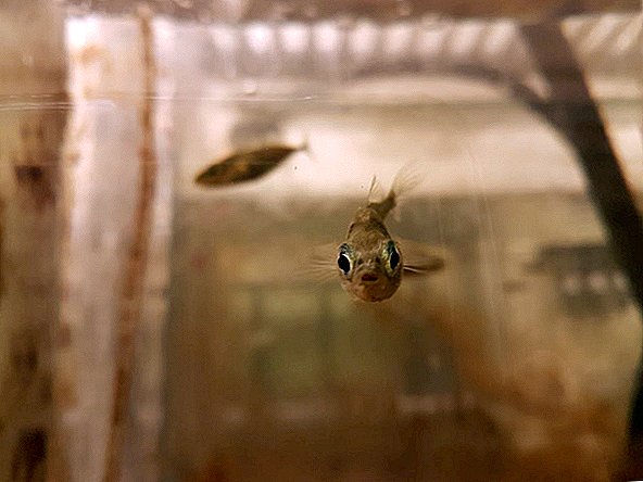 Este peixe deu à evolução o dedo e ficou grávida