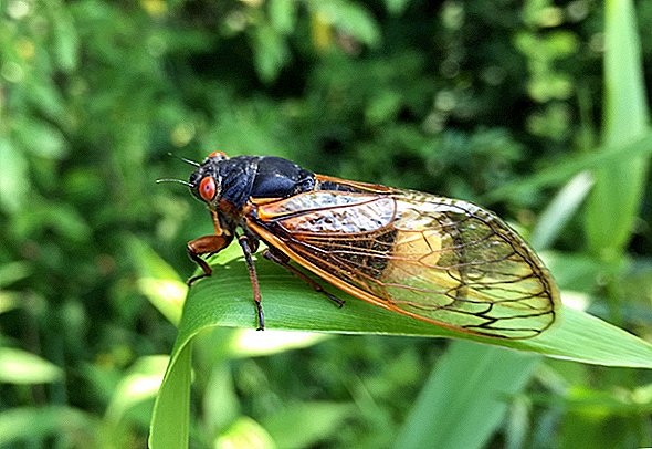 Bu Mantar Halüsinojeni, Popoları Gerçekten Düşene Kadar Cicadas Orgy Yapar