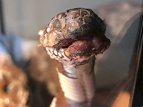 Met deze schimmel lijken slangen op mummies. Het verscheen net in Californië.