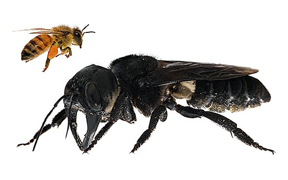 هذا النحل الضخم ، الكابوس كان يعتقد مرة واحدة انقرض. ليس بعد الآن.