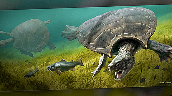 To je morda največja želva, kar jih je kdaj živelo