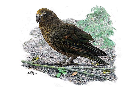 このオウムは3フィートの高さに立って、1900万年前にニュージーランドの森のねぐらを支配しました