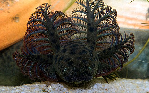Salamandra oddycha przez „choinki” wyrastające z głowy