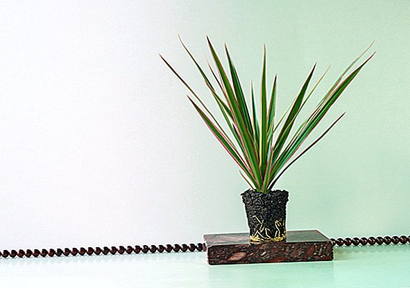 Esta planta espinosa está enviando personas a la sala de emergencias