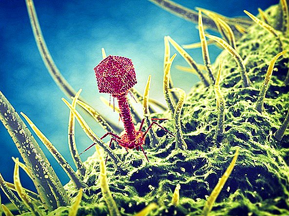 Esta 'terapia de fagos' que mata a los superbacterias puede haber salvado la vida de un adolescente. Así es como funciona.