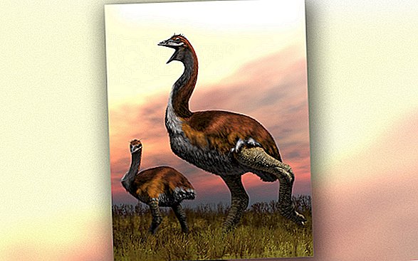 これは世界最大の鳥でした。それは恐竜と同じくらい重かった。
