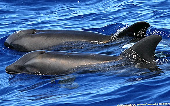 هذا الحوت دولفين هجين ليس "Wholphin". هنا لماذا.