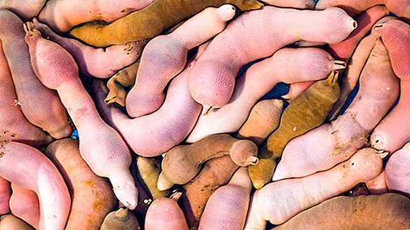 Mii de "pești de penis" de 10 inci s-au spălat pe o plajă din California