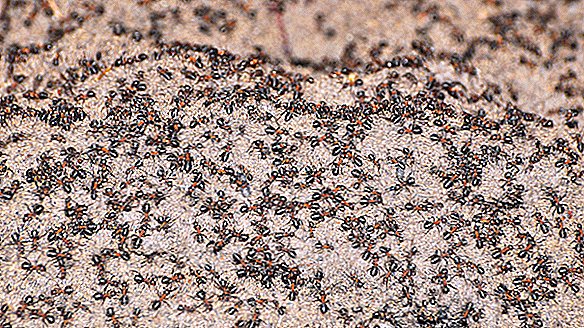 Tusentals myror som fångats i polsk kärnkraftsbunker vänder sig till kannibalism för att överleva