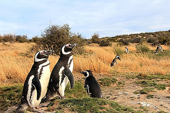 אלפי פינגווינים נקביים נטועים בדרום אמריקה