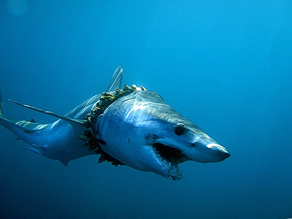 Duizenden haaien en roggen worden mogelijk gewurgd door plastic afval