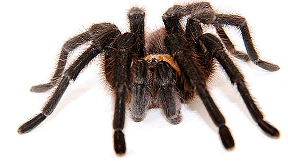 Хиляди тарантули са на път да започнат годишната си миграция в Колорадо