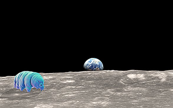 Milhares de tardígrados encalhados na lua após um acidente com o Lunar Lander