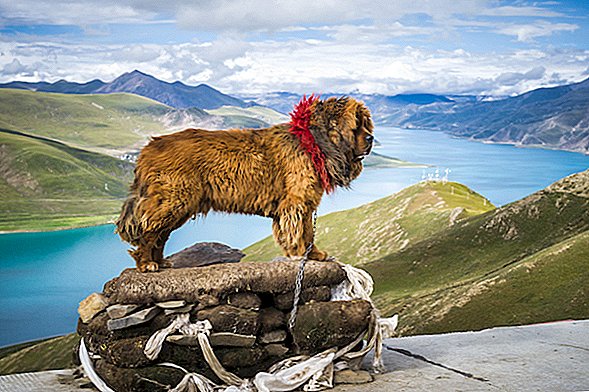 Mastiffs tibétains élevés avec des loups de montagne pour survivre à de très hautes altitudes