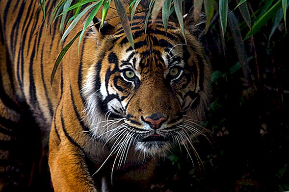 Tigres: les plus grands chats du monde