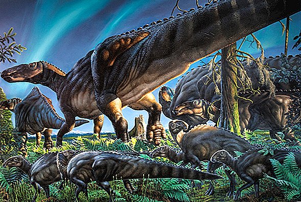 Polaarjoone kohal leiti pisike Dino-Era 'ööhiir'