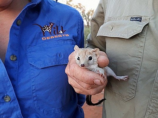 Een klein, 'uitgestorven' buideldier komt weer tevoorschijn in de Australische woestijn