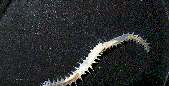 Minúsculos vermes de combate fazem um dos sons mais altos do oceano
