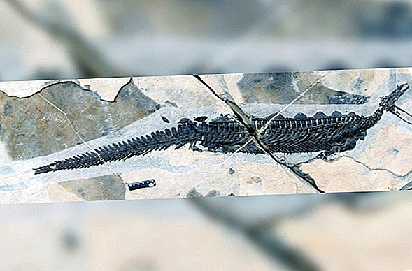 Winziger, uralter Schnabeltier mit ausgegrabenen Stegosaurus-Rückplatten