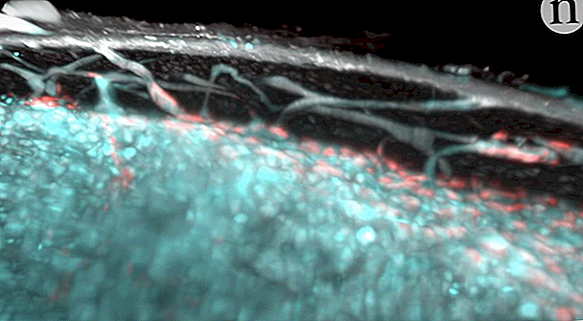 De minuscules capillaires inconnus peuvent exister à l'intérieur des os des gens